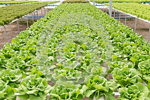 Butterhead lettuce salad plant in the hydroponic system