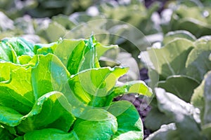 Butterhead salad vegetable grow in plot