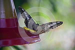 Butterly drinks from hummingbird feeder