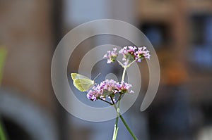 Butterly on a flower