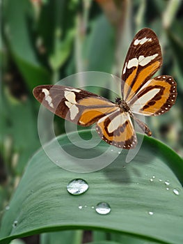 Butterly on green grass with drop water