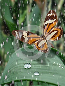 Butterly on green grass with drop water