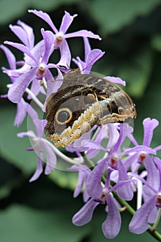 Butterly On Orchid