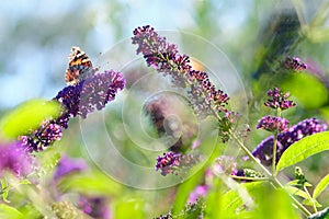 Butterly rests on purple flower. Narrow focus image