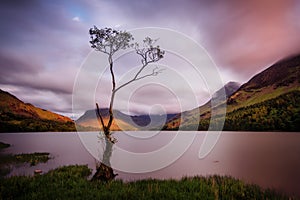 Buttermere Lonesome Tree United Kingdom
