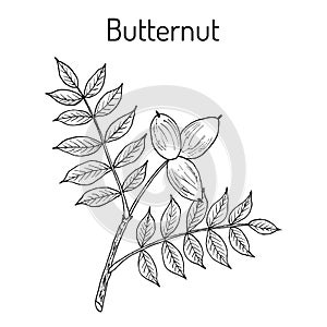 Butternut, Juglans cinerea , or white walnut, medicinal plant