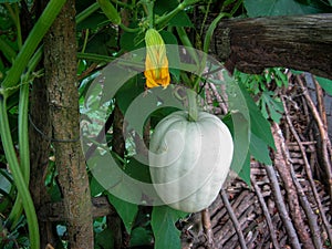 Butternut pumpkin or Butternut squash or Gramma winter photo