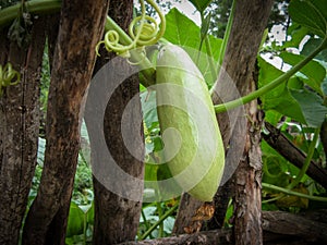 Butternut pumpkin or Butternut squash or Gramma winter squash on branch photo