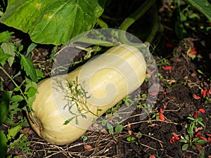 A butternut pumpkin Cucurbita moschata growing in the garden