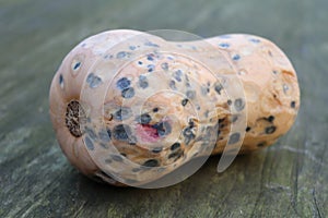 butternut pumpkin gone bad covered in grey and pink mold spots