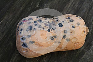 butternut pumpkin gone bad covered in grey and pink mold spots