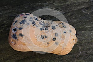 butternut pumpkin gone bad covered in grey and pink mold spots