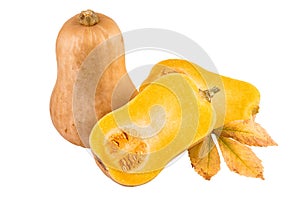 Butternut Pumpkin isolated