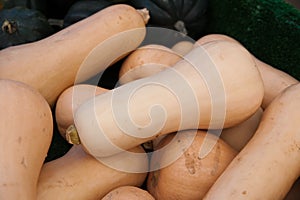 Butternut Squash photo