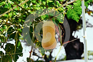 Butternut squash, butternut pumpkin or gramma growing in Vietnam photo