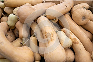 Tuerca calabazas. calabaza pálido amarillento limpiar corteza en pera Rostro la luz naranja médula 