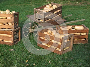 Butternut squash in crates photo