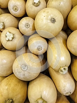 Butternut squash or Cucurbita moschata