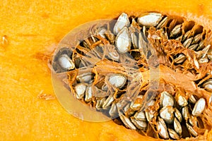 Butternut squash (Cucurbita moschata)