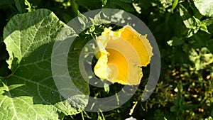 Butternut squash, Cucurbita moschata