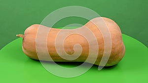 Butternut squash Cucurbita moschata, butternut pumpkin or guitar gramma isolated on green. Side view. Loop motion.