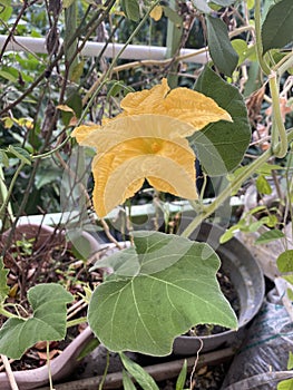 Butternut squash flower