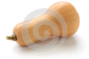 Butternut squash photo