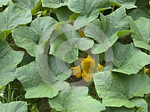 Butternut squash leaves and flower