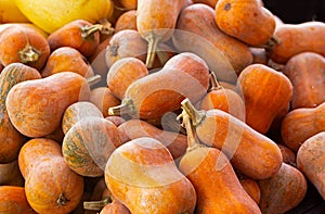 Butternut squash at a local farmer`s market