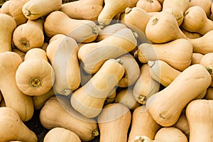 Butternut squash at the market