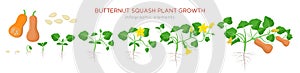 Butternut squash plant growth stages infographic elements in flat design. Planting process of Cucurbita moschata from