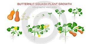 Butternut squash plant growth stages infographic elements in flat design. Planting process of Cucurbita moschata from photo