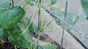 Butternut squash plant with a tiny female bud growing on a metal trellis gets sprayed with water