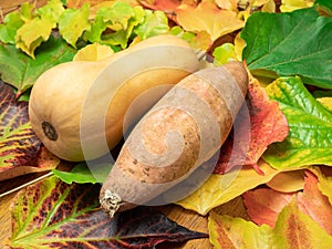 A butternut squash and a sweet patato on autumn leaves