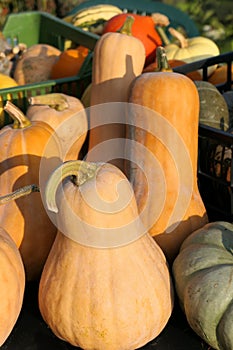 Butternut squashes harvest