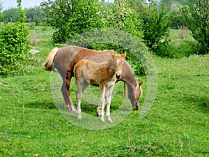 Butterscotch foal stands in a paddock with its mother.