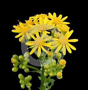 Butterweed, Packera glabella, Isolated