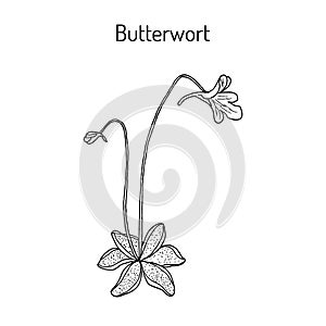 Butterwort pinguicula vulgaris , medicinal plant