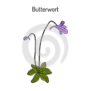 Butterwort pinguicula vulgaris , medicinal plant. photo