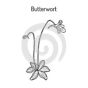 Butterwort pinguicula vulgaris , medicinal plant photo