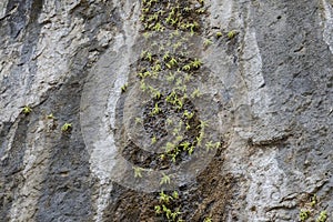 Butterworts, Pinguicula mundi