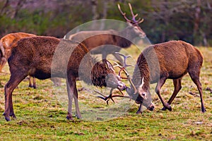 Butting Red deer photo