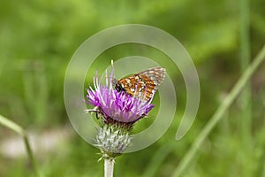 Buttlefly pollinating thistle flower