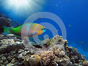 Buttlehead parrotfish. underwater coral reef landscape