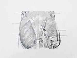 Buttocks muscles pencil drawing