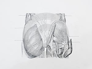 Buttocks muscles pencil drawing photo