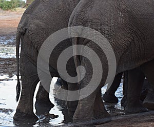 Buttocks and tails of elephants standing in line at a waterhole with a water source