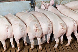 Buttocks of young group piglet feeding photo