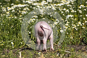 Buttocks of a young piglet, little happy swine, standing in  in a meadow with marguerite flowers