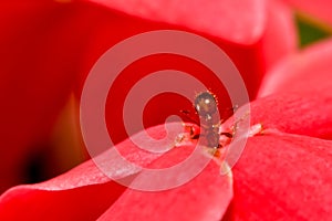 buttom of ant on red spike flower.